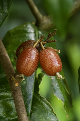 Elaeagnus triflora