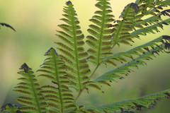 Woodwardia fimbriata image