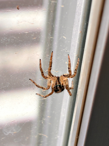 Pantropical Jumping Spider