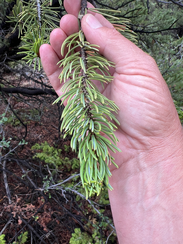Colorado Pinyon
