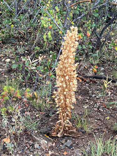 monument plant