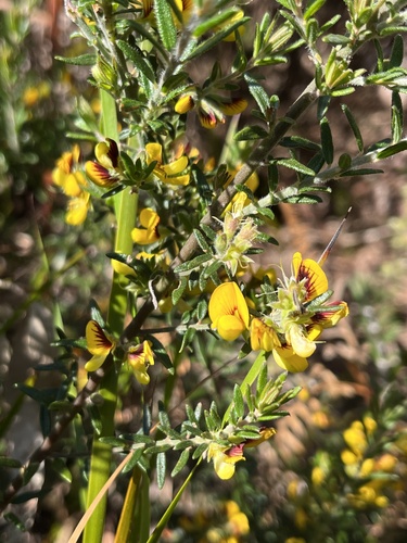 Aotus ericoides, photograph 6