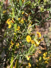 Aotus ericoides, photograph (c) c_knut_lord, some rights reserved (CC BY)