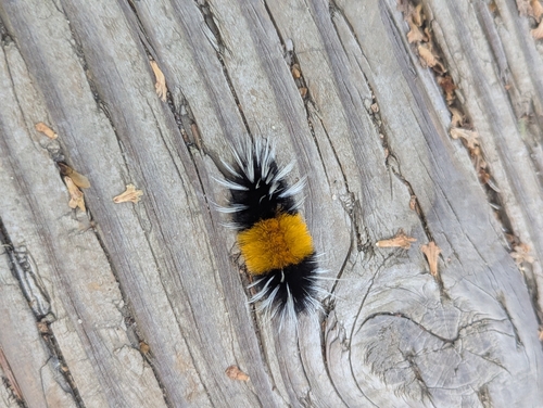 Spotted Tussock Moth