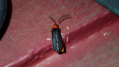 Pterotus obscuripennis