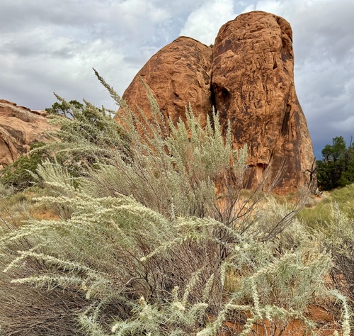 Artemisia filifolia, photograph 1