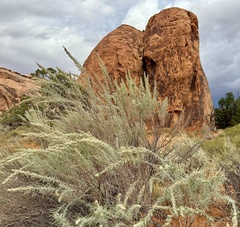 Artemisia filifolia, photograph author not stated, no rights reserved