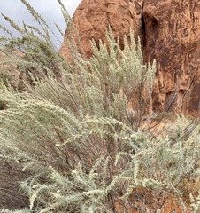 Artemisia filifolia, photograph author not stated, no rights reserved