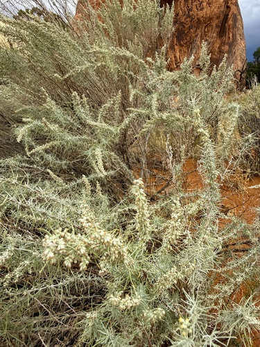 Artemisia filifolia, photograph 3