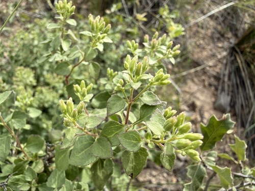 Wright's Snakeroot