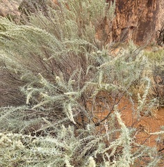 Artemisia filifolia, photograph author not stated, no rights reserved
