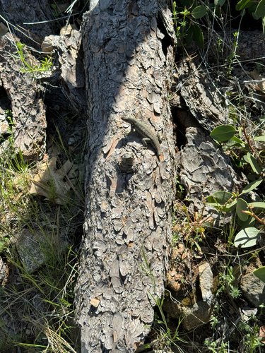 iNaturalist observation photo of Spiny Lizards
