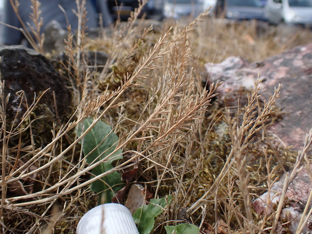 Catapodium rigidum; photograph author not stated, no rights reserved