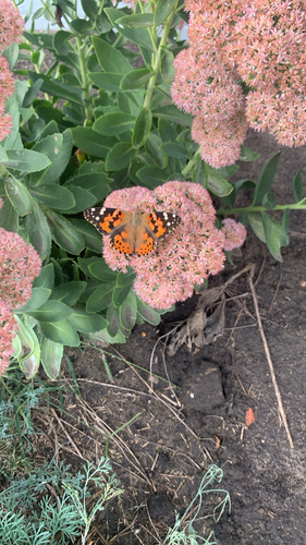 Painted Lady