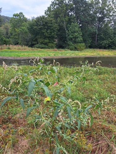 pale smartweed
