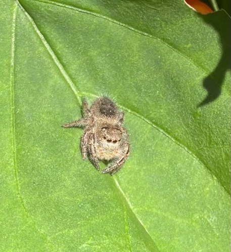 Grayish Jumping Spider