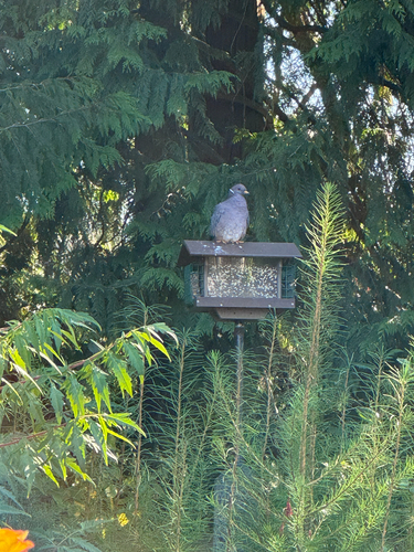 Band-tailed Pigeon