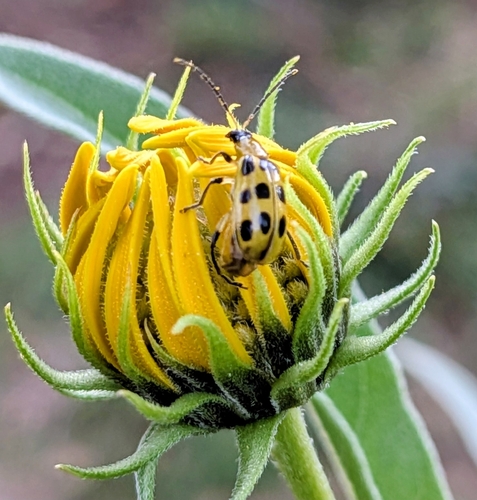 Spotted Cucumber Beetle
