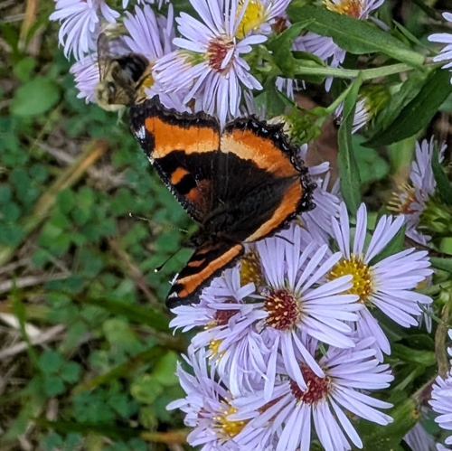 Milbert's Tortoiseshell