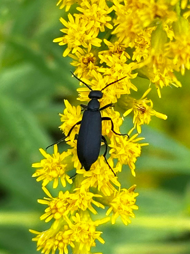 Black Blister Beetle