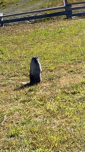 Hoary Marmot