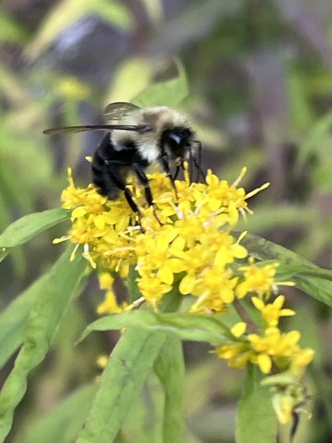 Common Eastern Bumble Bee