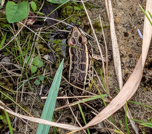 Pickerel Frog