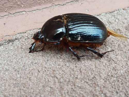 Eastern Rhinoceros Beetle