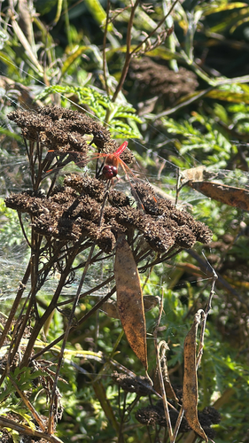 Cardinal Meadowhawk