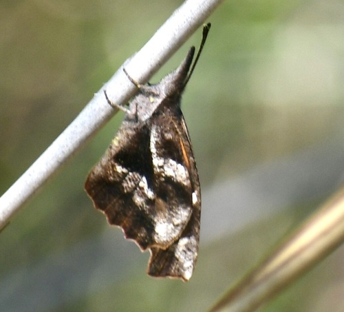 American Snout