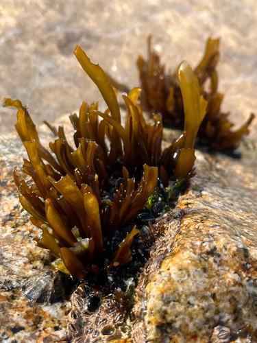 Mazzaella laminarioides observed 2026-09-17