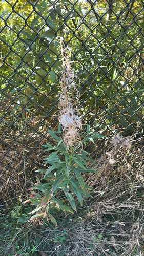 fireweed