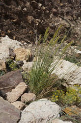 Melica transsilvanica