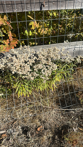 pearly everlasting