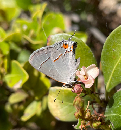 Gray Hairstreak