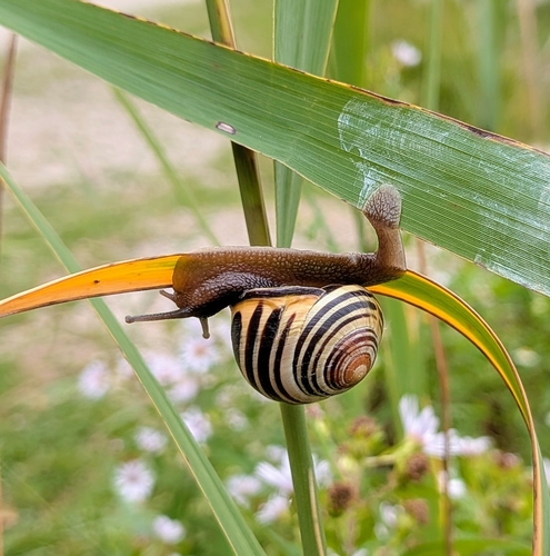 Brown-lipped Snail