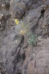 Matthiola odoratissima