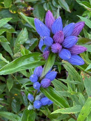 closed bottle gentian