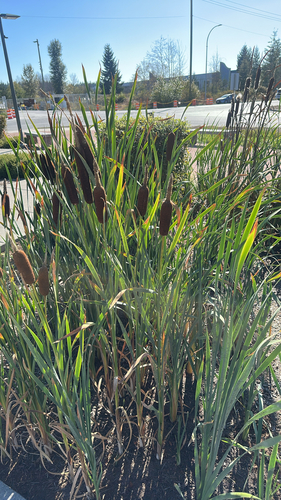 broadleaf cattail