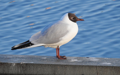 Chroicocephalus ridibundus