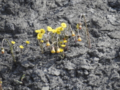 Tussilago farfara