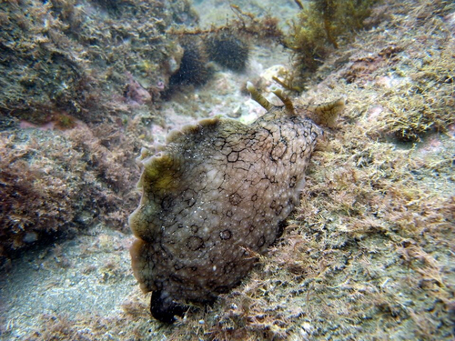White-speckled Seahare