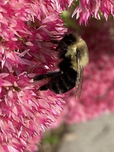 Common Eastern Bumble Bee