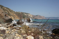 Lolium rigidum