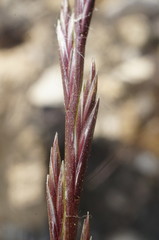 Lolium rigidum