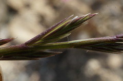 Lolium rigidum