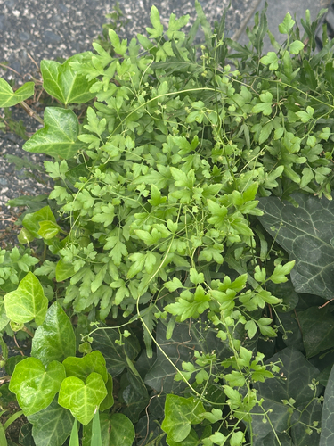 Lygodium japonicum, photograph 4