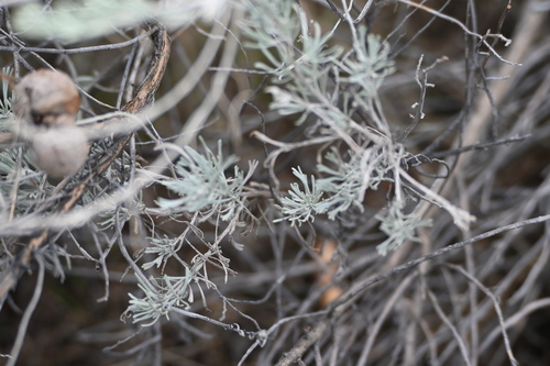 Artemisia tripartita