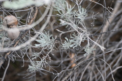 Artemisia tripartita