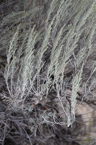 Artemisia tripartita, photograph 1